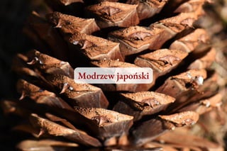 Drzewa iglaste w Polsce