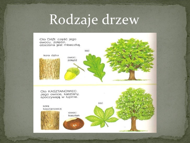 W Ktorej Strofie Pojawiaja Sie Nazwy Drzew Jakiego Typu Zdania Drzewa i problem ich wycinania!