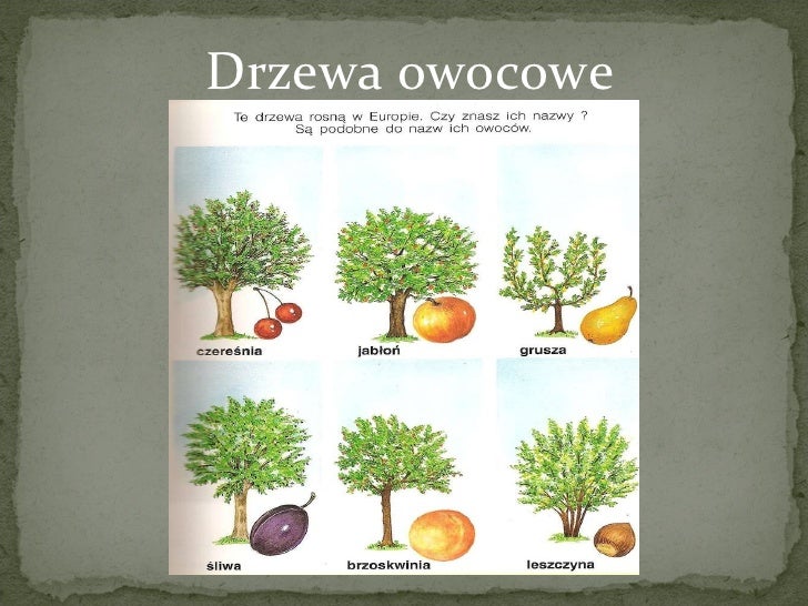 W Ktorej Strofie Pojawiaja Sie Nazwy Drzew Jakiego Typu Zdania Drzewa i problem ich wycinania!