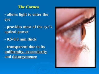 The Cornea
- allows light to enter the
eye
- provides most of the eye’s
optical power
- 0.5-0.8 mm thick
- transparent due to its
uniformity, avascularity
and deturgescence
 