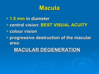 Macula
 1.5 mm in diameter
 central vision: BEST VISUAL ACUITY
 colour vision
 progressive destruction of the macular
 area:
   MACULAR DEGENERATION
 