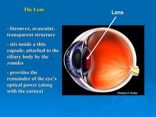 The Lens
                           Lens


- biconvex, avascular,
transparent structure
- sits inside a thin
capsule, attached to the
ciliary body by the
zonules
- provides the
remainder of the eye’s
optical power (along
with the cornea)
 