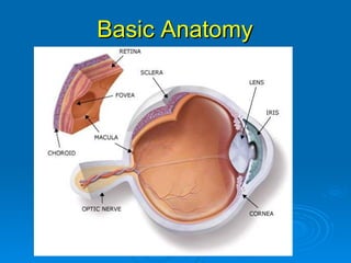 Basic Anatomy
 
