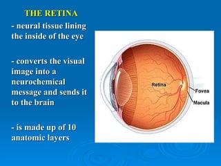 THE RETINA
- neural tissue lining
the inside of the eye

- converts the visual
image into a
neurochemical
message and sends it
to the brain

- is made up of 10
anatomic layers
 