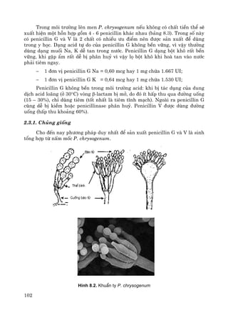 102
Trong m«i tr−êng lªn men P. chrysogenum nÕu kh«ng cã chÊt tiÒn thÓ sÏ
xuÊt hiÖn mét hçn hîp gåm 4 - 6 penicillin kh¸c nhau (b¶ng 8.3). Trong sè nμy
cã penicillin G vμ V lμ 2 chÊt cã nhiÒu −u ®iÓm nªn ®−îc s¶n xuÊt ®Ó dïng
trong y häc. D¹ng acid tù do cña penicillin G kh«ng bÒn v÷ng, v× vËy th−êng
dïng d¹ng muèi Na, K dÔ tan trong n−íc. Penicillin G d¹ng bét kh« rÊt bÒn
v÷ng, khi gÆp Èm rÊt dÔ bÞ ph©n huû v× vËy lä bét kh« khi hoμ tan vμo n−íc
ph¶i tiªm ngay.
− 1 ®¬n vÞ penicillin G Na = 0,60 mcg hay 1 mg chøa 1.667 UI;
− 1 ®¬n vÞ penicillin G K = 0,64 mcg hay 1 mg chøa 1.530 UI;
Penicillin G kh«ng bÒn trong m«i tr−êng acid: khi bÞ t¸c dông cña dung
dÞch acid lo·ng (ë 30°C) vßng β-lactam bÞ më, do ®ã Ýt hÊp thu qua ®−êng uèng
(15 – 30%), chØ dïng tiªm (tèt nhÊt lμ tiªm tÜnh m¹ch). Ngoμi ra penicillin G
còng dÔ bÞ kiÒm hoÆc penicillinase ph©n huû. Penicillin V ®−îc dïng ®−êng
uèng (hÊp thu kho¶ng 60%).
2.3.1. Chñng gièng
Cho ®Õn nay ph−¬ng ph¸p duy nhÊt ®Ó s¶n xuÊt penicillin G vμ V lμ sinh
tæng hîp tõ nÊm mèc P. chrysogenum.
H×nh 8.2. KhuÈn ty P. chrysogenum
 