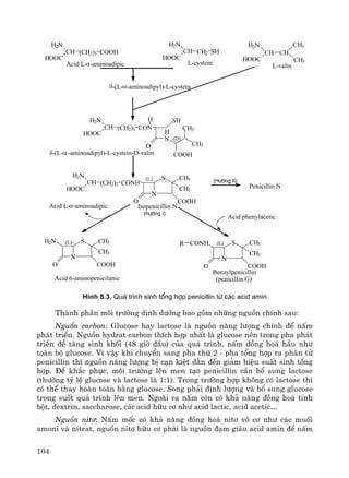 104
N
S CH3
CH3
O COOH
CONHR
COOH(CH2)3CH
H2N
HOOC
SHCH2CH
H2N
HOOC
CH
H2N
HOOC
CH
CH3
CH3
N
O
CON(CH2)3CH
H2N
HOOC
H
H
SH
CH3
COOH
CH3
N
S CH3
CH3
O COOH
CONH(CH2)3CH
H2N
HOOC
N
S CH3
CH3
O COOH
H2N
Acid phenylacetic
Acid L-α-aminoadipic
(D)
(L) (L)
(L)
Isopenicillin N
(h−íng I)
Penicillin N
(H−íng II)
Acid 6-aminopenicilanic
Benzylpenicillin
(penicillin G)
δ-(L-α-aminoadipyl)-L-cystein
δ-(L-α -aminoadipyl)-L-cystein-D-valin
L-valinL-cysteinAcid L-α-aminoadipic
H×nh 8.3. Qu¸ tr×nh sinh tæng hîp penicillin tõ c¸c acid amin
Thμnh phÇn m«i tr−êng dinh d−ìng bao gåm nh÷ng nguån chÝnh sau:
Nguån carbon: Glucose hay lactose lμ nguån n¨ng l−îng chÝnh ®Ó nÊm
ph¸t triÓn. Nguån hydrat carbon thÝch hîp nhÊt lμ glucose nªn trong pha ph¸t
triÓn ®Ó t¨ng sinh khèi (48 giê ®Çu) cña qu¸ tr×nh, nÊm ®ång ho¸ hÇu nh−
toμn bé glucose. V× vËy khi chuyÓn sang pha thø 2 - pha tæng hîp ra ph©n tö
penicillin th× nguån n¨ng l−îng bÞ c¹n kiÖt dÉn ®Õn gi¶m hiÖu suÊt sinh tæng
hîp. §Ó kh¾c phôc, m«i tr−êng lªn men t¹o penicillin cÇn bæ sung lactose
(th−êng tû lÖ glucose vμ lactose lμ 1:1). Trong tr−êng hîp kh«ng cã lactose th×
cã thÓ thay hoμn toμn b»ng glucose. Song ph¶i ®Þnh l−îng vμ bæ sung glucose
trong suèt qu¸ tr×nh lªn men. Ngoμi ra nÊm cßn cã kh¶ n¨ng ®ång ho¸ tinh
bét, dextrin, saccharose, c¸c acid h÷u c¬ nh− acid lactic, acid acetic…
Nguån nit¬: NÊm mèc cã kh¶ n¨ng ®ång ho¸ nit¬ v« c¬ nh− c¸c muèi
amoni vμ nitrat, nguån nit¬ h÷u c¬ ph¶i lμ nguån ®¹m giμu acid amin ®Ó nÊm
 