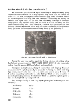 116
4.3. Quy tr×nh sinh tæng hîp cephalosporin C
§Ó s¶n xuÊt Cephalosporin C ng−êi ta th−êng sö dông c¸c chñng gièng
Cephalosporium acremonium cã ho¹t lùc cao. Tuy nhiªn viÖc hoμn thiÖn vμ
triÓn khai s¶n xuÊt c«ng nghiÖp cephalosporin C gÆp nhiÒu khã kh¨n h¬n so
víi s¶n xuÊt penicillin v× ho¹t tÝnh sinh kh¸ng sinh cña chñng gèc th−êng rÊt
thÊp vμ viÖc tuyÓn chän, c¶i t¹o ho¹t tÝnh cña chñng ch−a t¹o ra chñng cã
n¨ng lùc siªu tæng hîp nh− chñng sinh penicillin. MÆt kh¸c c¸c chñng lªn men
cephalosporin d−êng nh− kh«ng cã ho¹t tÝnh enzym acyltransferase nªn viÖc
sö dông tiÒn chÊt t¹o nh¸nh nh»m thay ®æi ho¹t tÝnh cña s¶n phÈm t¹o thμnh
trong qu¸ tr×nh lªn men cephalosporin kh«ng mang l¹i kÕt qu¶ ®¸ng kÓ.
H×nh 8.3. H×nh th¸i chñng nÊm mèc C. acremonium
Trong lªn men c«ng nghiÖp ng−êi ta th−êng sö dông c¸c chñng gièng
Cephalosporium acremonium ATCC 48272, 11550, 20339 vμ biÕn chñng cña
chóng. Ho¹t lùc kho¶ng 2000 mcg/ml m«i tr−êng nu«i cÊy.
Trong m«i tr−êng lªn men, chñng C. acremonium sinh tæng hîp ®ång thêi
cephalosporin C, cephalosporin P1 vμ penicillin N. Trong qu¸ tr×nh sinh tæng
hîp cephalosporin c¸c acid amin L-alpha-aminoadipic acid, L-valin vμ
L-cystein còng ®ãng vai trß nh− c¸c tiÒn chÊt t¹o thμnh cÊu tróc penicillin N
(xem chuyªn luËn penicillin) ®Ó tõ ®ã h×nh thμnh nªn ph©n tö cephalosporin C
theo con ®−êng tr×nh bμy trong h×nh 8.4.
M«i tr−êng nu«i cÊy ®Ó sinh tæng hîp Cephalosporin cã thμnh phÇn nh−
sau (w/v):
Saacharose 36,0 g
Glucose 27,0 g
(NH4)2 SO4 7,5 g
Oleic acid 1,5 g
Methionin 3,0 g
 