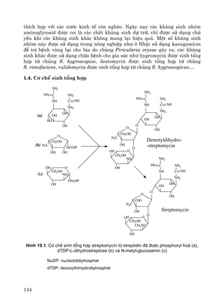 144
thÝch hîp víi c¸c n−íc kinh tÕ cßn nghÌo. Ngμy nay c¸c kh¸ng sinh nhãm
aminoglycosid ®−îc coi lμ c¸c chÊt kh¸ng sinh dù tr÷, chØ ®−îc sö dông chñ
yÕu khi c¸c kh¸ng sinh kh¸c kh«ng mang l¹i hiÖu qu¶. Mét sè kh¸ng sinh
nhãm nμy ®−îc sö dông trong n«ng nghiÖp nh− ë NhËt sö dông kasugamicin
®Ó trÞ bÖnh vμng lôi cho lóa do chñng Piricularia oryzae g©y ra; c¸c kh¸ng
sinh kh¸c ®−îc sö dông ch÷a bÖnh cho gia sóc nh− hygromycin ®−îc sinh tæng
hîp tõ chñng S. hygroscopios, destomycin ®−îc sinh tæng hîp tõ chñng
S. rimofaciens, validomycin ®−îc sinh tæng hîp tõ chñng S. hygroscopicus…
1.4. C¬ chÕ sinh tæng hîp
HO
NH
C
NH2
NH2
C
NH2
OH
OH
OH
HN
NH
O
H3C
OHOH
CH2OH
OdTDP
OOH
OH
CH2OH
NH2
NH
HN
OH
OH
OH
NH2
C
NH2
NH2
C
NH
O
O
CH2OH
OH
H3C
O
OH
OH
CH2OH
NH2
ONuDP
O
NH
HN
OH
OH
OH
NH2
C
NH2
NH2
C
NH
O
O
CHO
OH
H3C
O
OOH
OH
CH2OH
CH3NH
Demetyldihydro-
-streptomycin
Streptomycin
(a)
(b)
(c)
H×nh 10.1. C¬ chÕ sinh tæng hîp streptomycin tõ streptidin ®· ®−îc phosphoryl ho¸ (a),
dTDP-L-dihydrostreptose (b) vµ N-metyl-glucosamin (c)
NuDP: nucleotiddiphosphat
dTDP: dezoxythimydindiphosphat
 