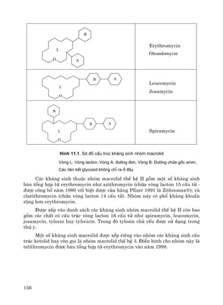 156
L
A
B
O
Erythromycin
Oleandomycin
O
B A
L
Leucomycin
Josamycin
O
B A
B
L Spiramycin
H×nh 11.1. S¬ ®å cÊu tróc kh¸ng sinh nhãm macrolid
Vßng L: Vßng lacton; Vßng A: ®−êng ®¬n, Vßng B: §−êng chøa gèc amin;
C¸c liªn kÕt glycosid kh«ng chØ ra ë ®©y
C¸c kh¸ng sinh thuéc nhãm macrolid thÕ hÖ II gåm mét sè kh¸ng sinh
b¸n tæng hîp tõ erythromycin nh− azithromycin (chøa vßng lacton 15 cÊu tö -
®−îc c«ng bè n¨m 1980 víi biÖt d−îc cña h·ng Pfizer 1991 lμ Zithromax®); vμ
clarithromycin (chøa vßng lacton 14 cÊu tö). Nhãm nμy cã phæ kh¸ng khuÈn
réng h¬n erythromycin.
§−îc xÕp vμo danh s¸ch c¸c kh¸ng sinh nhãm macrolid thÕ hÖ II cßn bao
gåm c¸c chÊt cã cÊu tróc vßng lacton 16 cÊu tö nh− spiramycin, leucomycin,
josamycin, tylosin hay tylocicin. Trong ®ã tylosin chñ yÕu ®−îc sö dông trong
thó y.
Mét sè kh¸ng sinh macrolid ®−îc xÕp riªng vμo nhãm c¸c kh¸ng sinh cÊu
tróc ketolid hay cßn gäi lμ nhãm macrolid thÕ hÖ 3. §iÓn h×nh cho nhãm nμy lμ
telithromycin ®−îc b¸n tæng hîp tõ erythromycin vμo n¨m 1998.
 