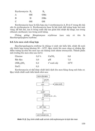 159
Erythromycin R1 R2
A OH OMe
B H OMe
C OH OH
Erythromycin base lμ hçn hîp cña 3 erythromycin A, B vμ C trong ®ã chñ
yÕu lμ erythromycin A. Erythromycin base lμ bét tinh thÓ tr¾ng hoÆc h¬i ¸nh
vμng, dÔ hót Èm, tan Ýt trong n−íc (®é tan gi¶m khi nhiÖt ®é t¨ng), tan trong
ethanol, methanol, tan trong acid lo·ng.
Chñng gièng: Streptomyces erythreus (sau nμy cã tªn lμ
Saccharopolyspora erythrae.
2.3. Lªn men sinh tæng hîp
Saccharopolyspora erythrae lμ chñng vi sinh vËt hiÕu khÝ, nhiÖt ®é nu«i
cÊy thÝch hîp trong kho¶ng 30 – 33O
C. Quy tr×nh lªn men còng cã nh÷ng ®Æc
®iÓm t−¬ng tù nh− lªn men t¹o c¸c kh¸ng sinh nhãm tetracyclin. Thμnh phÇn
m«i tr−êng lªn men nh− sau (w/v):
Glucose 5,0 % CaCO3 0,6
Bét ®Ëu 3,0 pH 7,0
(NH4)2SO4 0,3 t0
nu«i cÊy 33O
C
NaCl 0,5
Erythromycin cã thÓ ®−îc chiÕt khái dÞch lªn men b»ng dung m«i h÷u c¬.
Quy tr×nh chiÕt xuÊt tiÕn hμnh nh− sau:
40oC
Butyl acetat
Dd NaCl hay Na 2SO 4
Lµm l¹nh
pH 2,5 - 3
erythromycin
kÕt tinh
c«
ChiÕt
sinh khèi
dÞch lªn men
läc
H×nh 11.2. Quy tr×nh chiÕt xuÊt vµ tinh chÕ erythromycin tõ dÞch lªn men
 