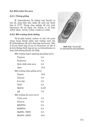 173
2.3. §iÒu kiÖn lªn men
2.3.1. Chñng gièng
B. licheniformis lμ nh÷ng trùc khuÈn cã
bμo tö, sèng hiÕu khÝ, nhiÖt ®é nu«i cÊy thÝch
hîp lμ 37O
C. Trong c«ng nghiÖp ®Ó s¶n xuÊt
bacitracin ®· sö dông c¸c chñng cã sè hiÖu
ATCC 9945, 10716, 11945, 11946 vμ 14580.
2.3.2. M«i tr−êng dinh d−ìng
Tû lÖ gi÷a hydrat carbon vμ nit¬ rÊt quan
träng trong thμnh phÇn m«i tr−êng nu«i cÊy
B. licheniformis ®Ó sinh tæng bîp bacitracin. NÕu
tØ lÖ nμy thÝch hîp sÏ t¹o ra bacitracin vμ nÕu tØ
lÖ trªn kh«ng thÝch hîp sÏ t¹o ra licheniformin cã
ho¹t tÝnh kh¸ng khuÈn rÊt thÊp.
M«i tr−êng th¹ch nghiªng gi÷ gièng (w/v):
Trypton 5,0
D-glucose 1,0
DÞch chiÕt nÊm men 2,5
Agar 15,0
M«i tr−êng nh©n gièng (w/v):
Pepton 10,0
Glucose 5,0
Cao thÞt 5,0
NaCl 2,5
MnCl2 0,167
pH 7,0
M«i tr−êng lªn men (w/v):
Citric acid 1,0
Glucose 0,5
KH2PO4 0,5
K2HPO4 0,5
MgSO4. 7H2O 0,2
MnSO4. 4H2O 0,01
H×nh 13.2. Trùc khuÈn
B. licheniformis sinh bacitracin
 