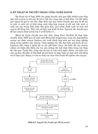 45
3. Kü thuËt di truyÒn trong c«ng nghÖ enzym
Kü thuËt t¸i tæ hîp ADN cho phÐp chuyÓn mét gen ®iÒu khiÓn sinh tæng
hîp mét enzym cã Ých nμo ®ã tõ c¬ thÓ nμy sang mét c¬ thÓ kh¸c. C¬ thÓ nhËn
gen ngo¹i lai gäi lμ vËt chñ. Môc ®Ých cña qu¸ tr×nh chuyÓn gen nμy lμ ®Ó t¹o
ra mét vi sinh vËt cã kh¶ n¨ng sinh tæng hîp enzym cã Ých mμ viÖc nu«i vi
sinh vËt nμy trong ®iÒu kiÖn ®¬n gi¶n h¬n, qu¸ tr×nh chiÕt xuÊt vμ tinh chÕ
enzym dÔ dμng h¬n. Nh− vËy sÏ hiÖu qu¶ kinh tÕ h¬n. Nguyªn t¾c chuyÓn gen
®Ó t¹o enzym ®−îc minh ho¹ ë s¬ ®å h×nh 4.1.
B»ng kü thuËt chuyÓn gen nªu trªn, h·ng Novo Nordisk ®· thùc hiÖn
chuyÓn ®o¹n ADN gen tõ nÊm mèc Humicola languinosa sang cho Aspergillus
oryzae t¹o ®−îc enzym lipolase s¶n xuÊt thÝch hîp trªn qui m« c«ng nghiÖp
dïng trong nghiªn cøu enzym. C«ng nghiÖp tÈy röa ®¹t hiÖu qu¶ kinh tÕ cao.
Lipolase bÒn v÷ng ë nhiÖt ®é vμ c¸c pH kh¸c nhau. Sù biÕn ®æi c¸c enzym
nh»m c¶i thiÖn ®Æc ®iÓm xóc t¸c cña chóng chØ míi thùc hiÖn trong vμi thËp
kû võa qua. Tr−íc ®©y, c«ng viÖc ®ã x¶y ra mét c¸ch ngÉu nhiªn, cßn hiÖn nay
mäi sù thay ®æi ®Òu cã thÓ thiÕt kÕ m« h×nh vμ thùc hiÖn nã mét c¸ch chñ ®éng
vμ cã hiÖu qu¶. B¶ng 4.4 cho ta thÊy c¸c môc tiªu chÝnh ®Ó nghiªn cøu enzym.
Sù ph¸t triÓn cña VSV
víi enzym ®−îc sö dông
Tinh chÕ
mARN tæng hîp
mARN
Tinh chÕ
enzym
Ph©n tÝch mét phÇn
chuçi amino acid
Tæng hîp c¸c mÉu
oligonucleotid
X¸c ®Þnh cADN sîi ®¬n
b»ng c¸ch lai víi mÉu oligo
T¸i tæ hîp AND
vµo (c.ADN)E.coli
ChuyÓn vµo vËt chñ SX c«ng nghiÖp
( )Aspergillus oryzae
S¶n xuÊt c«ng nghiÖp
enzym
H×nh 4.1. Nguyªn t¾c chuyÓn gen ®Ó t¹o enzym
 