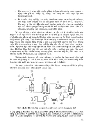 47
− C¸c enzym vi sinh vËt cã ®Æc ®iÓm lμ ho¹t ®é m¹nh trong ph¹m vi
réng cña pH vμ nhiÖt ®é, ®ång thêi còng cã tÝnh chän läc cao
(asparaginase).
− Di truyÒn c«ng nghiÖp cho phÐp lùa chän vμ t¹o ra nh÷ng vi sinh vËt
cho hiÖu suÊt enzym cao, dÔ dμng lªn men vμ chiÕt xuÊt, tinh chÕ...
C¸c enzym ®Æc biÖt khã s¶n xuÊt th−êng ®−îc chuyÓn gen vμo nh÷ng
vËt chñ nh− Aspergillus oryzae v× ®· biÕt râ ®Æc ®iÓm ph¸t triÓn cña
chóng nªn kh«ng cÇn ph¶i nghiªn cøu tèn kÐm.
§Ó chän nh÷ng vi sinh vËt s¶n xuÊt enzym cÇn chó ý c¸c tiªu chuÈn sau
®©y: vi sinh vËt ®ã ®ßi hái ®iÒu kiÖn lªn men ®¬n gi¶n, enzym ngo¹i bμo, qui
tr×nh thu s¶n phÈm vμ tinh chÕ kh«ng phøc t¹p, enzym æn ®Þnh trong kho¶ng
nhiÖt ®é vμ pH réng. Tuú theo môc ®Ých sö dông mμ chän c¸c enzym cho phï
hîp. VÝ dô, c¸c enzym dïng trong y häc cÇn ho¹t tÝnh enzym cao ë pH trung
tÝnh. C¸c enzym dïng trong c«ng nghiÖp tÈy röa cÇn cã ho¹t tÝnh cao ë pH
kiÒm. Nguyªn liÖu cho c«ng nghiÖp lªn men s¶n xuÊt enzym ph¶i ®¬n gi¶n, rÎ
tiÒn. Th−êng dïng bét cña c¸c lo¹i ngò cèc hoÆc rØ ®−êng, cao ng«. S¶n xuÊt
enzym c«ng nghiÖp cã thÓ dïng ph−¬ng ph¸p lªn men xèp hay lªn men ch×m
nh− ®· m« t¶ ë Ch−¬ng 3. Kü thuËt lªn men.
Ph−¬ng ph¸p lªn men xèp s¶n xuÊt enzym th−êng ¸p dông nu«i nÊm mèc
®· ®−îc øng dông tõ l©u ë mét sè n−íc nh− NhËt B¶n, c¸c n−íc vïng ViÔn
§«ng ®Ó s¶n xuÊt amylase, protease, pectinase vμ cellulase.
Lªn men ch×m s¶n xuÊt enzym ®−îc tiÕn hμnh trong c¸c thiÕt bÞ gièng
nh− lªn men s¶n xuÊt kh¸ng sinh (h×nh 4.2).
H×nh 4.2. S¬ ®å minh ho¹ c¸c giai ®o¹n s¶n xuÊt enzym d¹ng dung dÞch
1. èng gièng, 2. Nu«i trªn m¸y l¾c, 3. B×nh nh©n gièng, 4. ThiÕt bÞ lªn men chÝnh, 5. Läc h×nh
trèng, 6. Sinh khèi, 7. Cét thÈm thÊu ng−îc, 8. Läc v« khuÈn, 9. Lµm l¹nh vµ kÕt tña b»ng
NaCl, 10. Läc thu s¶n phÈm, 11. SÊy kh«, 12. KiÓm tra chÊt l−îng, 13. S¶n phÈm tinh khiÕt.
 