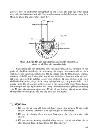 53
glucose, alcol vμ acid lactic. Trong thiÕt kÕ chÕ t¹o sao cho ®iÖn cùc cã t¸c dông
nh− c¸i c¶m biÕn ®iÖn ho¸ khi ®ãng m¹ch enzym cã thÓ thÊm qua mμng b¸n
thÊm ®Ó ph¶n øng víi c¬ chÊt (h×nh 4.7).
H×nh 4.7. S¬ ®å ®¬n gi¶n cña biosensor g¾n víi ®iÖn cùc ®iÖn ho¸
vµ enzym bÊt ®éng trªn mµng b¸n thÊm
C¸c enzym g¾n vμo mμng t¹o oxy, c¸c ion hydro, amoni, carbonic vμ c¸c
ph©n tö nhá kh¸c tuú thuéc vμo ph¶n øng cña enzym. MÆc dï c¸c thμnh phÇn
sinh häc ë c¸i c¶m biÕn sinh häc cã thÓ lμ enzym hoÆc hÖ thèng nhiÒu enzym,
nã còng cã thÓ lμ mét kh¸ng thÓ, mét tÕ bμo vi sinh vËt hoÆc c¸c mÈu cña m«.
Kü thuËt enzym thùc nghiÖm lμ mét qu¸ tr×nh rÊt lý thó, nh− c¸c qu¸ tr×nh
chÕ biÕn thùc phÈm, d−îc phÈm, c«ng nghiÖp ho¸ häc, xö lý n−íc th¶i ... cã ý
nghÜa rÊt to lín sÏ lÇn l−ît ®−îc xem xÐt ë c¸c ch−¬ng tiÕp theo. Trong t−¬ng
lai nh÷ng thμnh tùu nghiªn cøu míi trong lÜnh vùc enzym sÏ gi¶i quyÕt nh÷ng
vÊn ®Ò thiÕt yÕu cña cuéc sèng nh−: ®Ó b¶o vÖ m«i tr−êng, vÊn ®Ò n¨ng l−îng,
thùc phÈm vμ nh÷ng nhu cÇu cao cÊp kh¸c cña loμi ng−êi.
Tù l−îng gi¸
1. KÓ tªn c¸c vi sinh vËt ®−îc sö dông trong c«ng nghiÖp ®Ó s¶n xuÊt
enzym. Nªu −u thÕ cña vi sinh vËt trong s¶n xuÊt enzym.
2. KÓ tªn c¸c ph−¬ng ph¸p lªn men ®−îc dïng chñ yÕu trong s¶n xuÊt
enzym.
3. KÓ tªn c¸c c¸c ph−¬ng ph¸p bÊt ®éng enzym, tªn vμ ®Æc ®iÓm c¸c c¬
chÊt th−êng ®−îc sö dông trong bÊt ®éng enzym?
p
 