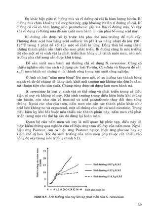 59
Sù kh¸c biÖt gi÷a rØ ®−êng mÝa vμ rØ ®−êng cñ c¶i lμ hμm l−îng biotin. RØ
®−êng mÝa chøa kho¶ng 2,5 mcg biotin/g, gÊp kho¶ng 20 lÇn rØ ®−êng cñ c¶i. RØ
®−êng cñ c¶i cã hμm l−îng acid pantothenic gÊp 2-4 lÇn rØ ®−êng mÝa. V× vËy
khi sö dông rØ ®−êng mÝa ®Ó s¶n xuÊt men b¸nh m× cÇn ph¶i bæ sung acid nμy.
RØ ®−êng cÇn ®−îc xö lý tr−íc khi pha chÕ m«i tr−êng ®Ó nu«i cÊy.
Th−êng ®−îc acid ho¸ b»ng acid sulfuric tíi pH 4 vμ n©ng nhiÖt ®é lªn 120 -
1250
C trong 1 phót ®Ó kÕt tña mét sè chÊt l¬ löng. §ång thêi bæ sung thªm
nh÷ng thμnh phÇn cÇn thiÕt cho men ph¸t triÓn. RØ ®−êng còng lμ m«i tr−êng
tèt cho mét sè vi sinh vËt l¹ ph¸t triÓn lμm háng qu¸ tr×nh nu«i men, nªn m«i
tr−êng pha chÕ xong cÇn ®−îc khö trïng.
§Ó s¶n xuÊt men b¸nh m× th−êng chØ sö dông S. cerevisiae. Còng cã
nhiÒu nghiªn cøu t×m c¸ch sö dông c¸c loμi Torula, Candida vμ Ospora ®Ó s¶n
xuÊt men b¸nh m× nh−ng ch−a thμnh c«ng trong s¶n xuÊt c«ng nghiÖp.
ë Anh cã lo¹i ”nÊm men b«ng” lªn men næi, cã xu h−íng t¹o thμnh b«ng
m¹nh vμ do ®ã chóng dÔ dμng t¸ch khái m«i tr−êng mμ kh«ng cÇn ®Õn ly t©m,
rÊt thuËn tiÖn cho s¶n xuÊt. Chóng còng ®−îc sö dông lμm men b¸nh m×.
S. cerevisiae lμ lo¹i vi sinh vËt cã thÓ sèng vμ ph¸t triÓn trong c¶ ®iÒu
kiÖn cã oxy vμ kh«ng cã oxy. Khi sinh tr−ëng trong ®iÒu kiÖn hiÕu khÝ chóng
cÇn biotin, cßn nhu cÇu vÒ inositol vμ acid pantothenic thay ®æi theo tõng
chñng. Ngoμi c¸c nhu cÇu trªn, nÊm men cßn cÇn c¸c thμnh phÇn kh¸c nh−
acid bÐo kh«ng no vμ ergosterol, mét sè chñng cßn cÇn c¶ acid nicotinic. Trong
®iÒu kiÖn kþ khÝ b¾t buéc nÕu thiÕu c¸c thμnh phÇn nμy, nÊm men chØ ph¸t
triÓn trong mét vμi thÕ hÖ sau ®ã dõng l¹i hoμn toμn.
Quan hÖ cña nÊm men víi oxy lμ mèi quan hÖ phøc t¹p, ®iÒu nμy ®·
®−îc kiÓm chøng qua nghiªn cøu vÒ hiÖu øng trao ®æi «xy cña nÊm men. Ngoμi
hiÖu øng Pasteur, cßn cã hiÖu øng Pasteur ng−îc, hiÖu øng glucose hay sù
kiÒm chÕ dÞ ho¸. Tèc ®é sinh tr−ëng cña nÊm men phô thuéc rÊt nhiÒu vμo
nång ®é oxy trong m«i tr−êng (h×nh 5.1).
H×nh 5.1. ¶nh h−ëng cña oxy lªn sù ph¸t triÓn cña S. cerevisiae
 