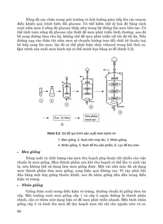 60
Nång ®é oxy chøa trong m«i tr−êng cã ¶nh h−ëng gi¸n tiÕp lªn c¸c enzym
®iÒu khiÓn qu¸ tr×nh biÕn ®æi glucose. Cã thÓ kiÒm chÕ dÞ ho¸ ®ã b»ng c¸ch
nu«i nÊm men ë nång ®é glucose thÊp nh− trong hÖ thèng lªn men liªn tôc. Cã
thÓ tÝnh to¸n nång ®é glucose cÇn thiÕt ®Ó men ph¸t triÓn b×nh th−êng, sau ®ã
bæ sung ®−êng theo chu kú, khèng chÕ ®Ó men ph¸t triÓn víi tèc ®é tèi ®a. NÕu
®−êng n¹p vμo thõa th× nÊm men sÏ chuyÓn h−íng trao ®æi chÊt tõ thuÇn tuý
h« hÊp sang lªn men, lóc ®ã cã thÓ ph¸t hiÖn thÊy ethanol trong khÝ th¶i ra.
Qui tr×nh s¶n xuÊt men b¸nh mú cã thÓ minh häa b»ng s¬ ®å (h×nh 5.2).
H×nh 5.2. S¬ ®å qui tr×nh s¶n xuÊt men b¸nh m×
1. Men gièng, 2. Nu«i trªn m¸y l¾c, 3. Nh©n gièng,
4. Nh©n gièng, 5. Nu«i ®Ó thu s¶n phÈm, 6. Läc ®Ó thu men
• Men gièng
N¨ng suÊt vμ chÊt l−îng cña men thu ho¹ch phô thuéc rÊt nhiÒu vμo viÖc
chuÈn bÞ men gièng. Men thμnh phÈm sau khi thu ho¹ch cã thÓ lÉn vi sinh vËt
l¹, nªn kh«ng thÓ sö dông lμm men gièng ®−îc. Mét vμi nhμ m¸y ®· sö dông
men thμnh phÈm lμm men gièng, song hiÖu qu¶ kh«ng cao. V× vËy ph¶i b¾t
®Çu b»ng mét èng gièng thuÇn khiÕt, sau ®ã nh©n gièng dÇn dÇn trong ®iÒu
kiÖn v« trïng.
• Nh©n gièng
Gièng ®−îc nu«i trong ®iÒu kiÖn v« trïng, th−êng chuÈn bÞ gièng theo ba
cÊp. M«i tr−êng nu«i men gièng cÊp 1 vμ cÊp 2 ngoμi ®−êng lμ thμnh phÇn
chÝnh, cÇn cã thªm nit¬ d¹ng h÷u c¬ ®Ó men ph¸t triÓn nhanh. §Õn b×nh nh©n
gièng cÊp 3 vμ b×nh lªn men ®Ó thu ho¹ch men th× chØ cÇn nguån nit¬ v« c¬.
6
 