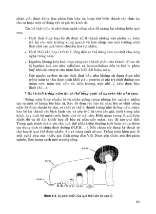 65
ph©n gi¶i ®−îc dïng lμm ph©n bãn h÷u c¬, hoÆc chÕ biÕn thμnh c¸c thøc ¨n
cho c¸ hoÆc mét sè ®éng vËt cã gi¸ trÞ kinh tÕ.
C¸c b· th¶i h÷u c¬ nhê c«ng nghÖ trång nÊm ®· mang l¹i nh÷ng hiÖu qu¶
sau:
• ChÊt th¶i ®−îc lo¹i bá ®· ®−îc xö lÝ thμnh nh÷ng s¶n phÈm an toμn
tr¶ l¹i cho m«i tr−êng xung quanh vμ hoμ nhËp vμo m«i tr−êng sinh
th¸i nhê c¸c qu¸ tr×nh chuyÓn ho¸ tù nhiªn.
• ChÊt th¶i r¾n hay chÊt th¶i láng ®Òu cã thÓ dïng lμm c¬ chÊt cho c«ng
nghÖ trång nÊm.
• Lignhin kh«ng tiªu ho¸ ®−îc cïng c¸c thμnh phÇn cña thμnh tÕ bμo ®·
bÞ lignhin ho¸ cao nh− cellulose vμ hemicellulose ®Òu cã thÓ bÞ ph©n
huû nhê c¸c enzym cña nÊm lμm biÕn ®æi hoμn toμn.
• C¸c nguån carbon tõ c¸c chÊt th¶i hÇu nh− kh«ng sö dông ®−îc nhê
trång nÊm ta thu ®−îc sinh khèi giμu protein cã gi¸ trÞ dinh d−ìng cao
(nÊm r¬m, nÊm mì, nÊm sß, nÊm h−¬ng, méc nhÜ...), nÊm d−îc liÖu
(linh chi ...).
* Qui tr×nh trång nÊm ¨n cã thÓ tæng qu¸t vÒ nguyªn t¾c nh− sau:
Gièng nÊm ®−îc chuÈn bÞ vμ nh©n gièng trong phßng thÝ nghiÖm nh»m
t¹o ra mét sè l−îng lín bμo tö. Sau ®ã ®em r¾c bμo tö nÊm lªn c¬ chÊt trång
nÊm ®· ®−îc chuÈn bÞ s½n, c¬ chÊt cã thÓ ñ thμnh luèng nhá (trång nÊm r¬m),
hay bã l¹i thμnh c¸c bÞch h×nh trô vμ xÕp thø tù trªn c¸c gi¸, nu«i trong nhμ
kÝnh, hay nu«i hë ngoμi trêi, hoÆc nhμ cã m¸i che. §iÒu quan träng lμ gi÷ ®−îc
nhiÖt ®é vμ ®é Èm thÝch hîp ®Ó bμo tö nÊm nÈy mÇm, sau ®ã t¹o qu¶ thÓ.
Trong qu¸ tr×nh ch¨m sãc cho qu¶ thÓ ph¸t triÓn th−êng t−íi hoÆc phun thªm
c¸c dung dÞch cã chøa dinh d−ìng (N,P,K, ...). NÕu ch¨m sãc ®óng kü thuËt sÏ
thu ho¹ch qu¶ thÓ ®−îc nhiÒu lÇn vμ n¨ng suÊt sÏ cao. Trång nÊm hiÖn nay lμ
mét nghÒ phô cña nhiÒu gia ®×nh n«ng d©n ViÖt Nam gãp phÇn xo¸ ®ãi gi¶m
nghÌo, lμm trong s¹ch m«i tr−êng sèng.
H×nh 5.3. Sù ph¸t triÓn cña qu¶ thÓ nÊm tõ bµo tö
 