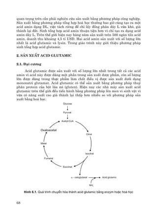 68
quan träng trªn cÇn ph¶i nghiªn cøu s¶n xuÊt b»ng ph−¬ng ph¸p c«ng nghiÖp.
S¶n xuÊt b»ng ph−¬ng ph¸p tæng hîp ho¸ häc th−êng bao giê còng t¹o ra mét
acid amin d¹ng DL, viÖc t¸ch riªng ®Ó chØ lÊy ®ång ph©n d·y L võa khã, gi¸
thμnh l¹i ®¾t. Sinh tæng hîp acid amin thuËn tiÖn h¬n v× chØ t¹o ra d¹ng acid
amin d·y L. Trªn thÕ giíi hiÖn nay hμng n¨m s¶n xuÊt trªn 500 ngμn tÊn acid
amin, doanh thu kho¶ng 4,5 tØ USD. Hai acid amin s¶n xuÊt víi sè l−îng lín
nhÊt lμ acid glutamic vμ lysin. Trong gi¸o tr×nh nμy giíi thiÖu ph−¬ng ph¸p
sinh tæng hîp acid glutamic.
2. S¶n xuÊt acid glutamic
2.1. §¹i c−¬ng
Acid glutamic ®−îc s¶n xuÊt víi sè l−îng lín nhÊt trong tÊt c¶ c¸c acid
amin v× acid nμy ®−îc dïng mét phÇn trong s¶n xuÊt d−îc phÈm, cßn sè l−îng
lín ®−îc dïng trong thùc phÈm lμm chÊt ®iÒu vÞ ®−îc s¶n xuÊt d−íi d¹ng
mononatri glutamat. Acid glutamic cã thÓ s¶n xuÊt b»ng ph−¬ng ph¸p thuû
ph©n protein cña bét lóa m× (gluten). HiÖn nay c¸c nhμ m¸y s¶n xuÊt acid
glutamic trªn thÕ giíi ®Òu tiÕn hμnh b»ng ph−¬ng ph¸p lªn men vi sinh vËt v×
võa cã n¨ng suÊt cao gi¸ thμnh l¹i thÊp h¬n nhiÒu so víi ph−¬ng ph¸p s¶n
xuÊt b»ng ho¸ häc.
H×nh 6.1. Qu¸ tr×nh chuyÓn hãa thµnh acid glutamic b»ng enzym hoÆc ho¸ häc
Oxaloacetat
 