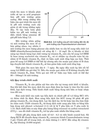 77
tr×nh lªn men vi khuÈn ph¸t
triÓn sÏ t¹o ra acid propionic
lμm pH m«i tr−êng gi¶m
xuèng. Mét trong nh÷ng dÊu
hiÖu cña qu¸ tr×nh lªn men tèt
lμ pH m«i tr−êng nu«i cÊy
gi¶m râ rÖt trong nh÷ng ngμy
®Çu. V× vËy lu«n lu«n ph¶i
kiÓm tra pH m«i tr−êng vμ
®iÒu chØnh b»ng amoniac ®Ó
gi÷ pH lu«n b»ng 7,0.
M«i tr−êng nh©n gièng
vμ m«i tr−êng lªn men vÒ c¬
b¶n gièng nhau, tuy nhiªn ë
m«i tr−êng lªn men l−îng glucose cÇn nhiÒu h¬n vμ cÇn bæ sung tiÒn chÊt 5,6
DMB (dimethylbenzylmidazol) víi nång ®é 1 - 10 mg/l. Do vi khuÈn cã kh¶
n¨ng t¹o thμnh hμng lo¹t chÊt t−¬ng tù vitamin B12 nªn cÇn bæ sung 5,6 DBM
lμ base trong nucleotid cña vitamin B12, nã cã nhiÖm vô chuyÓn toμn bé c¸c
nh©n tè B thμnh vitamin B12 thËt vμ hiÖu suÊt sinh tæng hîp cao h¬n. Thêi
gian bæ sung 5,6 DMB cã thÓ bÊt kú nh−ng nÕu cho muén qu¸ nh©n tè B ch−a
kÞp chuyÓn hÕt thμnh vitamin B12 sÏ lμm gi¶m hiÖu suÊt sinh tæng hîp.
Thêi gian lªn men kÐo dμi 6 - 7 ngμy. Ba ngμy ®Çu nu«i kþ khÝ råi bæ
sung 5,6 DMB vμo giê thø 72. NÕu cho muén qu¸ nh©n tè B kh«ng chuyÓn hÕt
thμnh vitamin B12 ®−îc. Trªn qui m« 100 m3
hiÖn nay hiÖu suÊt cã thÓ ®¹t
80 ÷ 100mg/1 lÝt m«i tr−êng.
4.5. Quy tr×nh chiÕt xuÊt
Vitamin B12 lμ s¶n phÈm néi bμo nªn tån t¹i trong sinh khèi vi khuÈn.
Sau khi kÕt thóc lªn men, dÞch lªn men ®−îc ®em läc hoÆc ly t©m thu lÊy sinh
khèi, lo¹i dÞch trong. TiÕn hμnh chiÕt xuÊt b»ng dung m«i h÷u c¬ hoÆc nhùa
trao ®æi ion.
Hoμ sinh khèi vμo n−íc t¹o hçn dÞch vμ chØnh pH vÒ 4,5 b»ng HCl 10%
vμ thªm chÊt æn ®Þnh. §un nãng hçn dÞch lªn 80o
C trong 30 phót ®Ó gi¶i
phãng vitamin B12 vμo dung dÞch. Läc lÊy dÞch läc, bá b· hoÆc tËn thu lμm thøc
¨n ch¨n nu«i. ChiÕt vitamin B12 tõ dung dÞch n−íc sang pha h÷u c¬ b»ng hçn
hîp dung m«i phenol: n-butanol (1:1) víi tû lÖ V pha h÷u c¬: V pha n−íc lμ
1:10. DÞch chiÕt h÷u c¬ nμy ®−îc pha lo·ng b»ng tricrezol vμ carbon tetraclorid
(CCl4) – sau ®ã chiÕt vitamin B12 trë l¹i pha n−íc nhiÒu lÇn b»ng n−íc.
ChØnh pH pha dung dÞch n−íc vÒ 8,0 - 8,5 vμ tiÕn hμnh cyanid ho¸. Sö
dông KCN ®Ó chuyÓn d¹ng vitamin B12 coenzym thμnh Cyanocobalamin trong
3 giê. ChØnh pH vÒ trung tÝnh, c« ch©n kh«ng ë ≤ 60°C ®Õn nång ®é vitamin
B12 ®¹t kho¶ng 10.000 mcg/ml.
SK
6,0 7,5 pH
H×nh 6.4. ¶nh h−ëng cña pH m«i tr−êng ®Õn tèc ®é
sinh tr−ëng cña Propionibacterium shermanii
 