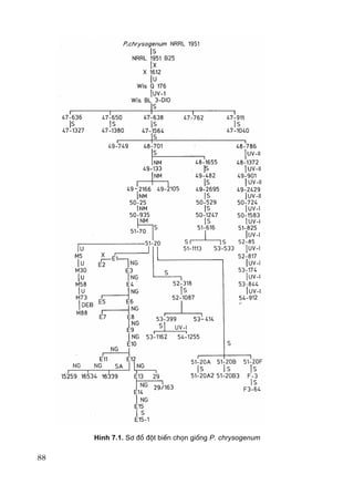 88
H×nh 7.1. S¬ ®å ®ét biÕn chän gièng P. chrysogenum
 