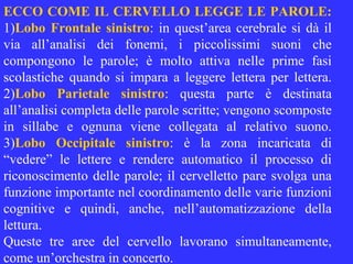 ECCO COME IL CERVELLO LEGGE LE PAROLE:
1)Lobo Frontale sinistro: in quest’area cerebrale si dà il
via all’analisi dei fonemi, i piccolissimi suoni che
compongono le parole; è molto attiva nelle prime fasi
scolastiche quando si impara a leggere lettera per lettera.
2)Lobo Parietale sinistro: questa parte è destinata
all’analisi completa delle parole scritte; vengono scomposte
in sillabe e ognuna viene collegata al relativo suono.
3)Lobo Occipitale sinistro: è la zona incaricata di
“vedere” le lettere e rendere automatico il processo di
riconoscimento delle parole; il cervelletto pare svolga una
funzione importante nel coordinamento delle varie funzioni
cognitive e quindi, anche, nell’automatizzazione della
lettura.
Queste tre aree del cervello lavorano simultaneamente,
come un’orchestra in concerto.
 