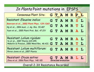In Planta Point mutations in EPSPS
          Consensus Plant Site:           G     T       A   M    R   P     L
                                                  102                106

Resistant Eleusine indica:                G     T       A   M    R   S     L
Baerson et al., 2002 Plant Phys. 129:1265
Ng et al., 2004 Aust. J. Ag. Res. 55:407  G     T       A   M    R   T     L
Yuan et al., 2005 Plant Prot. Bul. 47:251 G     T       A   M    R   A     L
Resistant Lolium rigidum:                   G T A M R A L
Yu et al., 2007 Planta 225:499.
Wakelin & Preston, 2006 Weed Res. 46:432.   G T A M R T L
Resistant Lolium multiflorum:               G T A M R S L
Perez-Jones et al.,2007 Planta

Resistant Oryza sativa:                     G T A M R L L
Zhou et al. 2006 Plant Phys. 140:185        Directed evolution

                Overall 2-3X Resistance Recorded
 