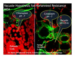 Vacuole Hypothesis for Horseweed Resistance
MOA
           Chloroplast                      Cytoplasm
             pH ~7                            pH ~7
                                                               Vacuole
                                                               pH 4.5-6




                                    Spongy
    Palisade                        Mesophyl
    Cells                           Cells
  Dr. Neela Shivakumar and Dr. Cristina Ubach, confocal microscopy
 
