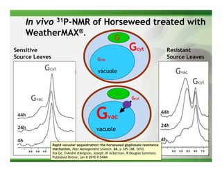In vivo 31P-NMR of Horseweed treated with
    WeatherMAX®.
                                                     G
Sensitive                                                     Gcyt                  Resistant
Source Leaves                              Gvac                                     Source Leaves

            Gcyt                           vacuole                                     Gvac
                                                                                              Gcyt
                                                       G

     Gvac                                                       Gcyt



                                          G       vac
                                          vacuole

                Rapid vacuolar sequestration: the horseweed glyphosate resistance
                mechanism, Pest Management Science, 66, p 345-348, 2010.
                Xia Ge, D André d'Avignon, Joseph JH Ackerman, R Douglas Sammons
                Published Online: Jan 8 2010 9:54AM
 