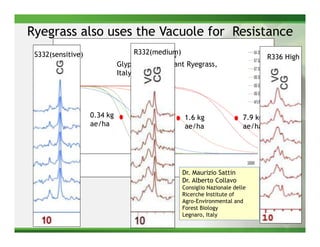 Ryegrass also uses the Vacuole for Resistance
 S332(sensitive)                    R332(medium)
                                                                                   R336 High
                               Glyphosate Resistant Ryegrass,
                               Italy
       % Mortality




                     0.34 kg                       1.6 kg                 7.9 kg
                     ae/ha                         ae/ha                  ae/ha




                                                   Dr. Maurizio Sattin
                                                   Dr. Alberto Collavo
                                                   Consiglio Nazionale delle
                                                   Ricerche Institute of
                                                   Agro-Environmental and
                                                   Forest Biology
                                                   Legnaro, Italy
                                                                                       18
 