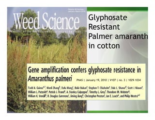 Glyphosate
         Resistant
         Palmer amaranth
         in cotton



PNAS | January 19, 2010 | V107 | no. 3 | 1029–1034
 