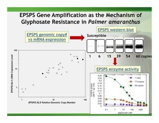 EPSPS Gene Amplification as the Mechanism of
 Glyphosate Resistance in Palmer amaranthus
                                               EPSPS western blot
  EPSPS genomic copy#   Susceptible
   vs mRNA expression   Resistant



                         1                     6        15       39        54          60 copies


                                               EPSPS enzyme activity
                                               0.24
                                               0.22                                   1 copy
                                                0.2                                   7.5 copies
                                               0.18




                          (uM Pi / ug / min)
                           EPSPS activity
                                               0.16                                   39 copies
                                               0.14
                                               0.12
                                                0.1
                                               0.08
                                               0.06
                                               0.04
                                               0.02
                                                  0
                                                      0.1    1        10        100      1000
                                                                 glyphosate (uM)
 