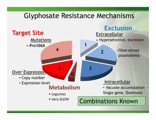 Glyphosate Resistance Mechanisms
                                                     Exclusion
Target Site                                    Extracellular
         Mutations                             • Hypersensitive, excission
       • Pro106X                       1
                        4                        2         •Slow across
                                                            plasmalema


                         2                 2
Over Expression                   0
   • Copy number
   • Expression level                                Intracellular
                    Metabolism                     • Vacuole accumulation ~8
                    • Legumes                      Single gene, Dominant
                    • Very SLOW
                                      Combinations Known
                                                                      22
 