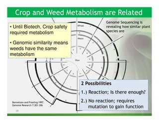 Crop and Weed Metabolism are Related
                                            Genome Sequencing is
• Until Biotech, Crop safety                revealing how similar plant
                                            species are
required metabolism

• Genomic similarity means
weeds have the same
metabolism




                                2 Possibilities
                                1.) Reaction; Is there enough?
 Bennetzen and Freeling 1997.   2.) No reaction; requires
 Genome Research 7:301-306
                                    mutation to gain function
    28
 