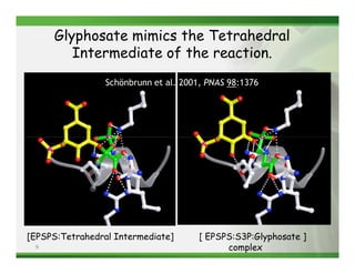 Glyphosate mimics the Tetrahedral
        Intermediate of the reaction.
                 Schönbrunn et al. 2001, PNAS 98:1376




[EPSPS:Tetrahedral Intermediate]       [ EPSPS:S3P:Glyphosate ]
 9                                           complex
 