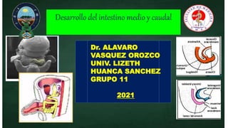 Desarrollo del intestino medio y caudal
Dr. ALAVARO
VASQUEZ OROZCO
UNIV. LIZETH
HUANCA SANCHEZ
GRUPO 11
2021
 