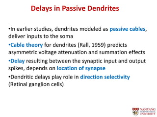 Delays in Passive Dendrites
1
•In earlier studies, dendrites modeled as passive cables,
deliver inputs to the soma
•Cable theory for dendrites (Rall, 1959) predicts
asymmetric voltage attenuation and summation effects
•Delay resulting between the synaptic input and output
spikes, depends on location of synapse
•Dendritic delays play role in direction selectivity
(Retinal ganglion cells)
 