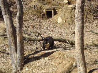 Odi in the romanian bear sanctuary 4