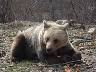 Odi in the romanian bear sanctuary 1