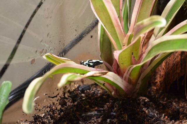 Picture of Dart Frog Terrarium Build | PDF