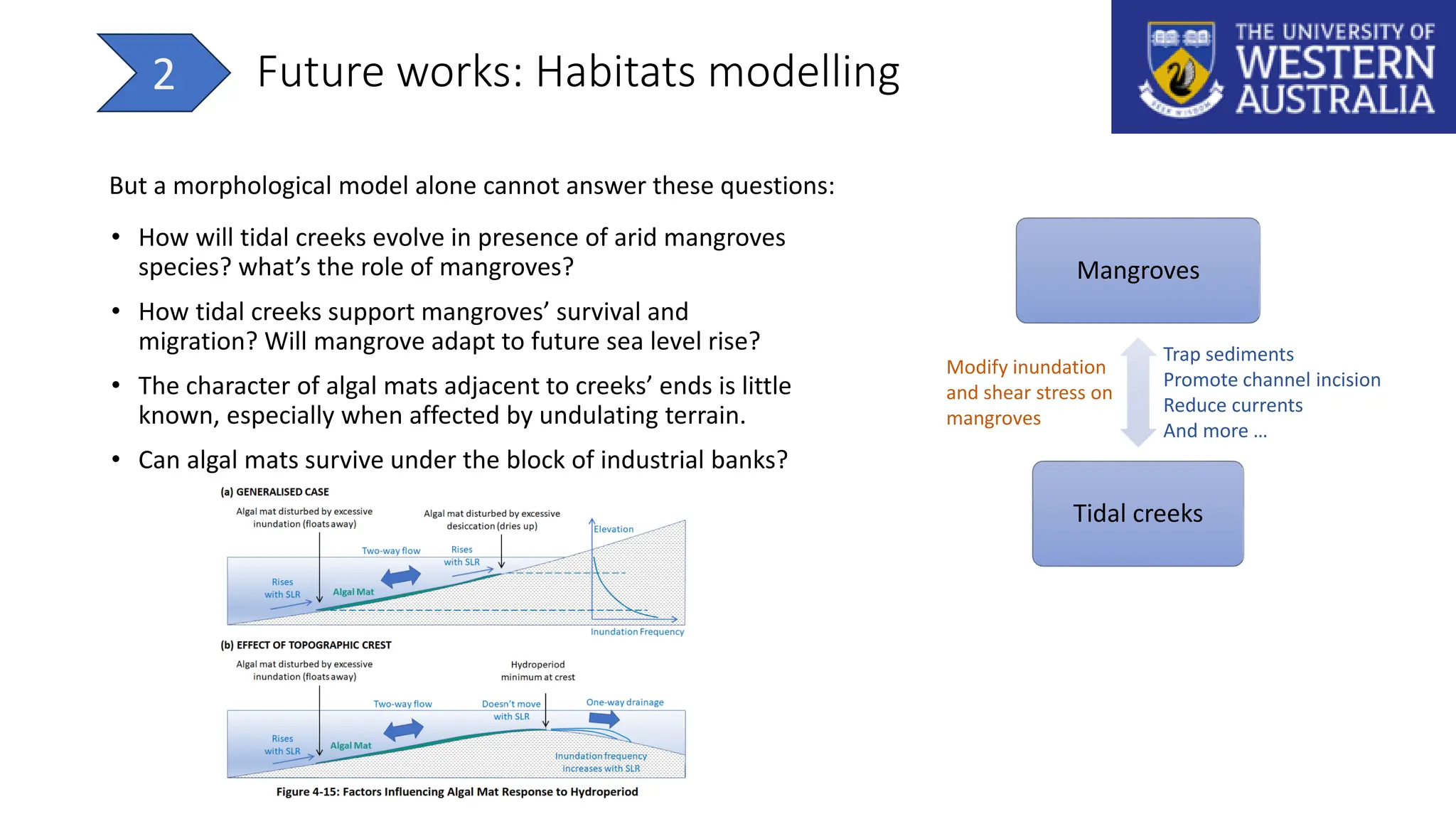 • How will tidal creeks evolve in presence of arid mangroves
species? what’s the role of mangroves?
• How tidal creeks support mangroves’ survival and
migration? Will mangrove adapt to future sea level rise?
• The character of algal mats adjacent to creeks’ ends is little
known, especially when affected by undulating terrain.
• Can algal mats survive under the block of industrial banks?
Future works: Habitats modelling
2
But a morphological model alone cannot answer these questions:
Mangroves
Tidal creeks
Trap sediments
Promote channel incision
Reduce currents
And more …
Modify inundation
and shear stress on
mangroves
 