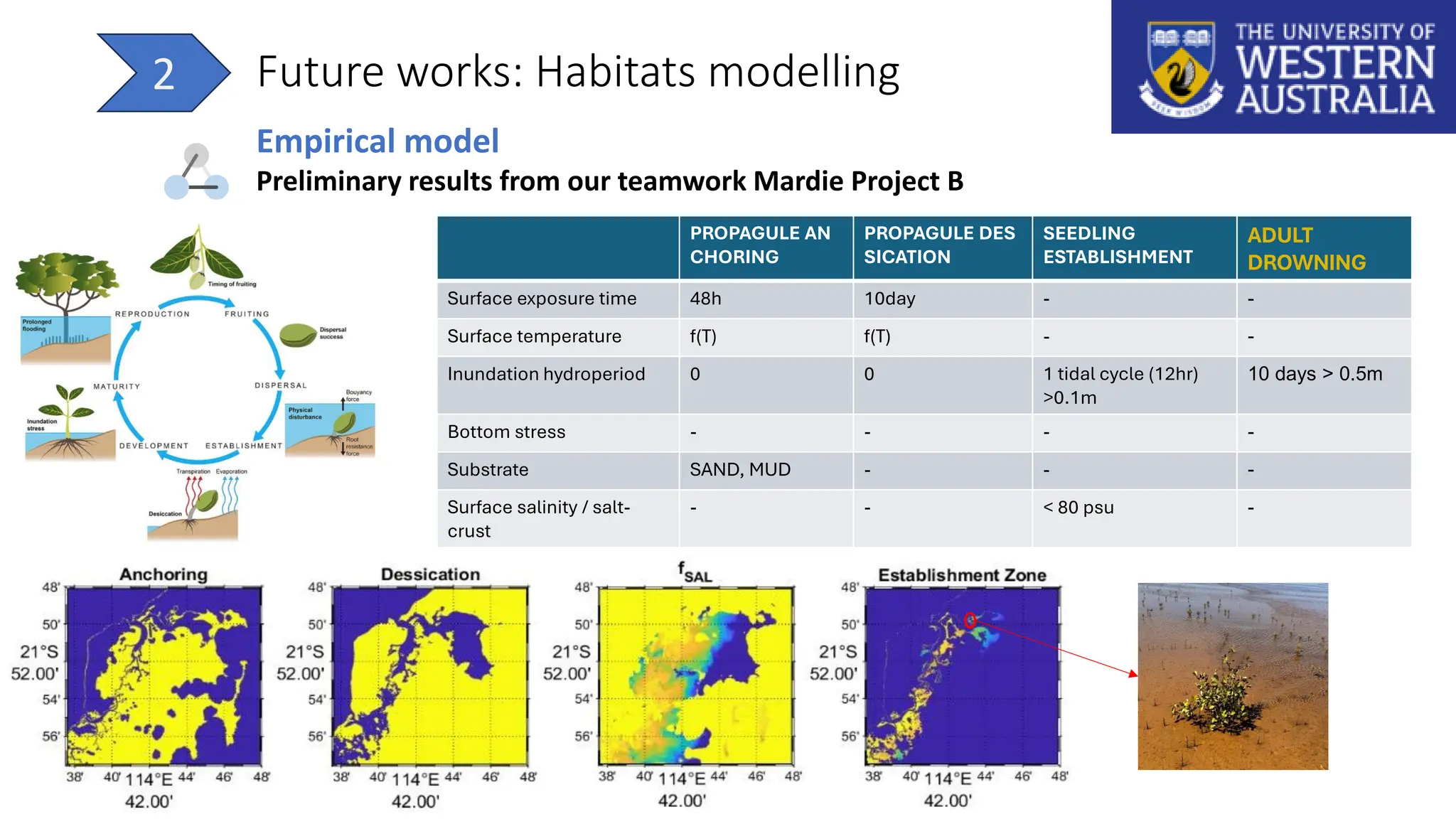Future works: Habitats modelling
2
Empirical model
Preliminary results from our teamwork Mardie Project B
PROPAGULE AN
CHORING
PROPAGULE DES
SICATION
SEEDLING
ESTABLISHMENT
ADULT
DROWNING
Surface exposure time 48h 10day - -
Surface temperature f(T) f(T) - -
Inundation hydroperiod 0 0 1 tidal cycle (12hr)
>0.1m
10 days > 0.5m​
Bottom stress - - - -
Substrate SAND, MUD - - -
Surface salinity / salt-
crust
- - < 80 psu -
 