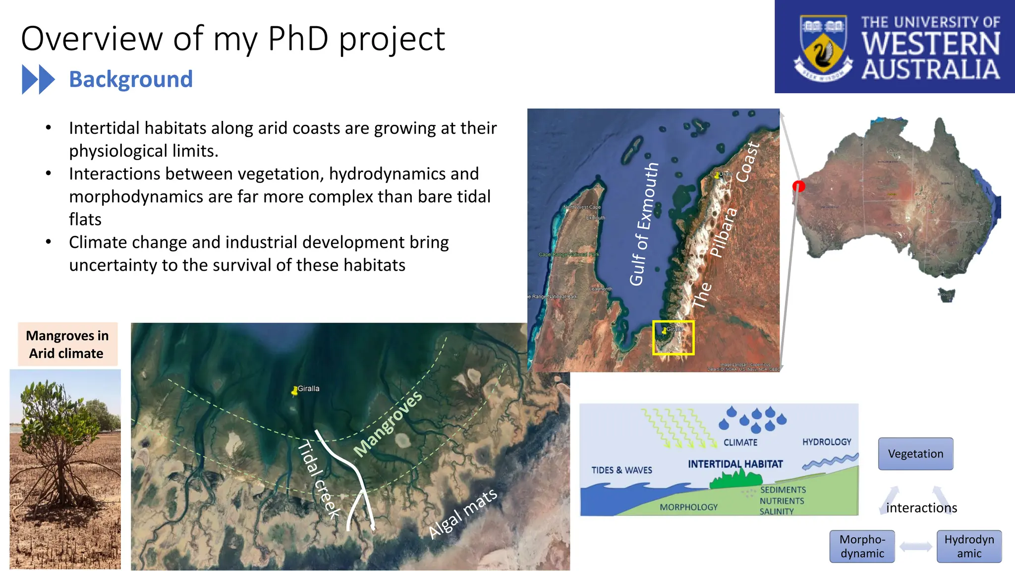 Overview of my PhD project
Vegetation
Hydrodyn
amic
Morpho-
dynamic
interactions
Mangroves in
Arid climate
• Intertidal habitats along arid coasts are growing at their
physiological limits.
• Interactions between vegetation, hydrodynamics and
morphodynamics are far more complex than bare tidal
flats
• Climate change and industrial development bring
uncertainty to the survival of these habitats
Background
 