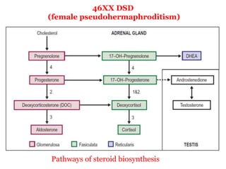 Pathways of steroid biosynthesis
46XX DSD
(female pseudohermaphroditism)
 