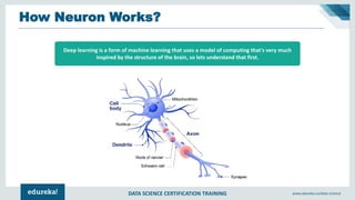 DATA SCIENCE CERTIFICATION TRAINING www.edureka.co/data-science
How Neuron Works?
Deep learning is a form of machine learning that uses a model of computing that's very much
inspired by the structure of the brain, so lets understand that first.
 