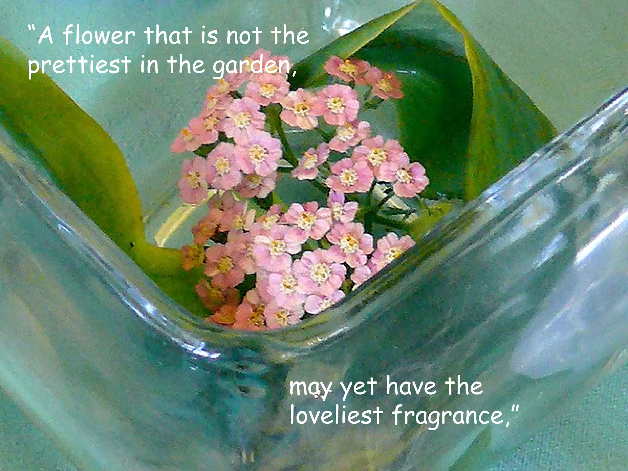 “ A flower that is not the prettiest in the garden, may yet have the loveliest fragrance,” 