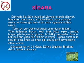 SİGARA
   Dünyada ilk tütün tiryakileri Mayalar olarak biliniyor.
Mayaların keyif aracı, Kızılderililerde 'barış çubuğu'
olmuş ve insanoğlu tam 4 bin yıldır sigaranın kölesi
olmuş
   Tütün en çok zehiri birarada bulunduran bitkidir
Tütün tarlasına ; koyun , keçi , inek, öküz , eşek , manda,
tavşan gibi hayvanlar girmez, bu bitkiyi yemezler. Bunun
kokusundan yılan bile tiksinir ve kaçar. Sigara dumanı ile
dolu bir oda sinek ve sinek gibi uçucuların girmediğine
dikkat ediniz .
  Dünyada her yıl 31 Mayıs Dünya Sigarayı Bırakma
Günü olarak kutlanıyor.
 