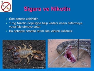 Sigara ve Nikotin
   Son derece zehirlidir.
   1 mg Nikotin (topluiğne başı kadar) insanı öldürmeye
    veya felç etmeye yeter
   Bu sebeple ziraatta tarım ilacı olarak kullanılır.
 
