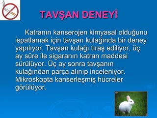 TAVŞAN DENEYİ
   Katranın kanserojen kimyasal olduğunu
ispatlamak için tavşan kulağında bir deney
yapılıyor. Tavşan kulağı tıraş ediliyor, üç
ay süre ile sigaranın katran maddesi
sürülüyor. Üç ay sonra tavşanın
kulağından parça alınıp inceleniyor.
Mikroskopta kanserleşmiş hücreler
görülüyor.
 