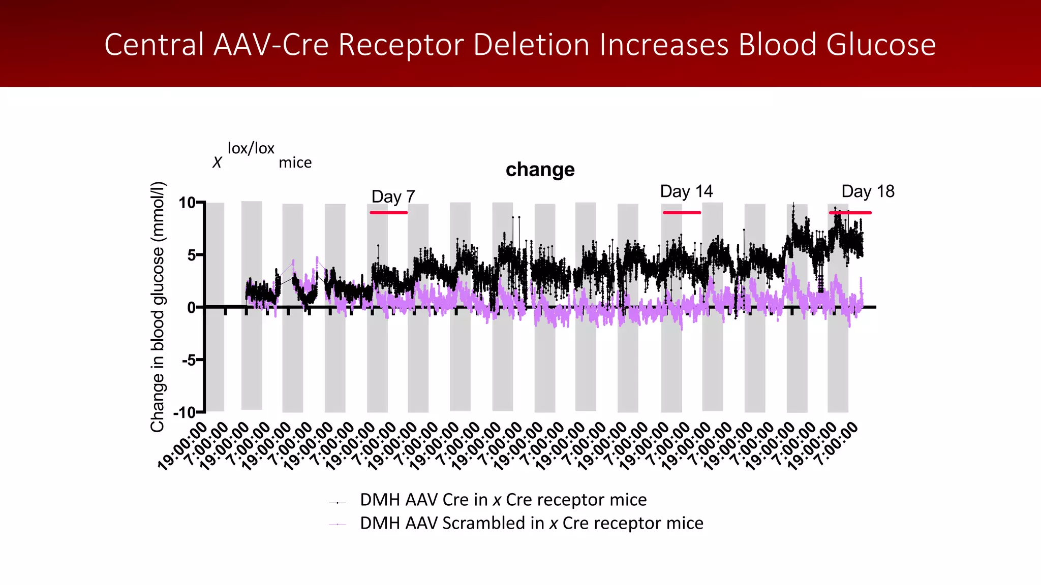 19:00:00
7:00:00
19:00:00
7:00:00
19:00:00
7:00:00
19:00:00
7:00:00
19:00:00
7:00:00
19:00:00
7:00:00
19:00:00
7:00:00
19:00:00
7:00:00
19:00:00
7:00:00
19:00:00
7:00:00
19:00:00
7:00:00
19:00:00
7:00:00
19:00:00
7:00:00
19:00:00
7:00:00
19:00:00
7:00:00
19:00:00
7:00:00
-10
-5
0
5
10
Changeinbloodglucose(mmol/l)
change
DMH AAV Cre in LepR flox mice
DMH AAV Scrambled in LepR flox mice
Day 7 Day 14 Day 18
Central AAV-Cre Receptor Deletion Increases Blood Glucose
X
lox/lox
mice
DMH AAV Cre in x Cre receptor mice
DMH AAV Scrambled in x Cre receptor mice
19:00:00
7:00:00
19:00:00
7:00:00
19:00:00
7:00:00
19:00:00
7:00:00
19:00:00
7:00:00
19:00:00
7:00:00
19:00:00
7:00:00
19:00:00
7:00:00
19:00:00
7:00:00
19:00:00
7:00:00
19:00:00
7:00:00
19:00:00
7:00:00
19:00:00
7:00:00
19:00:00
7:00:00
19:00:00
7:00:00
19:00:00
7:00:00
-10
-5
0
5
10
Changeinbloodglucose(mmol/l)
change
DMH AAV Cre in LepR flox mice
DMH AAV Scrambled in LepR flox mice
Day 7 Day 14 Day 18
 