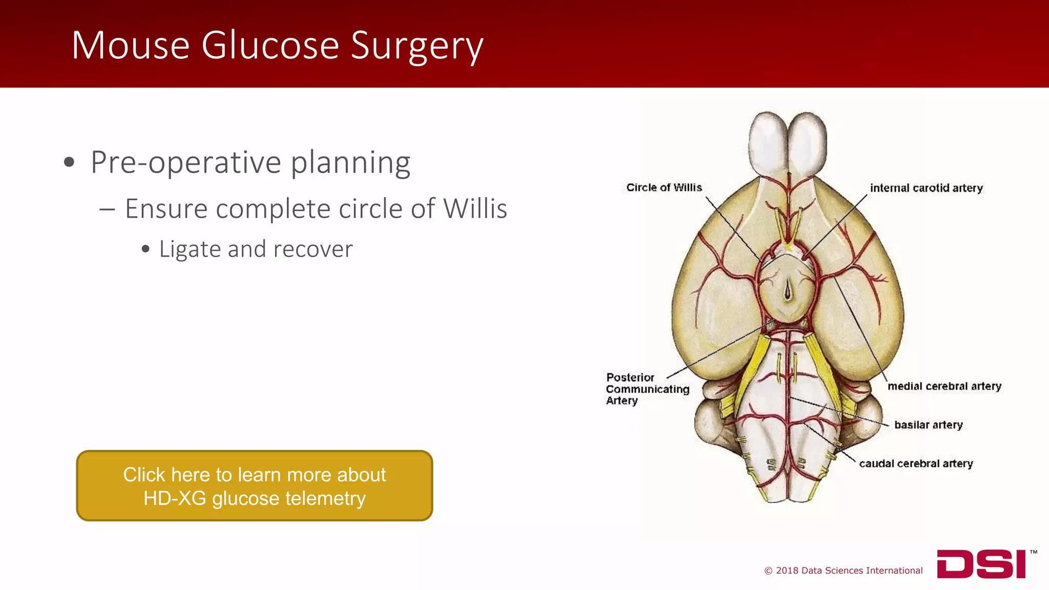 © 2018 Data Sciences International
Mouse Glucose Surgery
• Pre-operative planning
– Ensure complete circle of Willis
• Ligate and recover
Click here to learn more about
HD-XG glucose telemetry
 